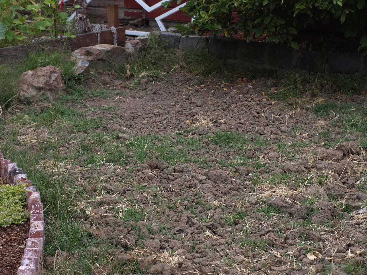 The Saga of the Backyard Dirt