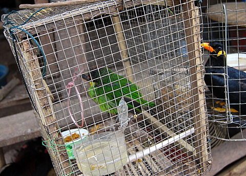 Bird Stuck