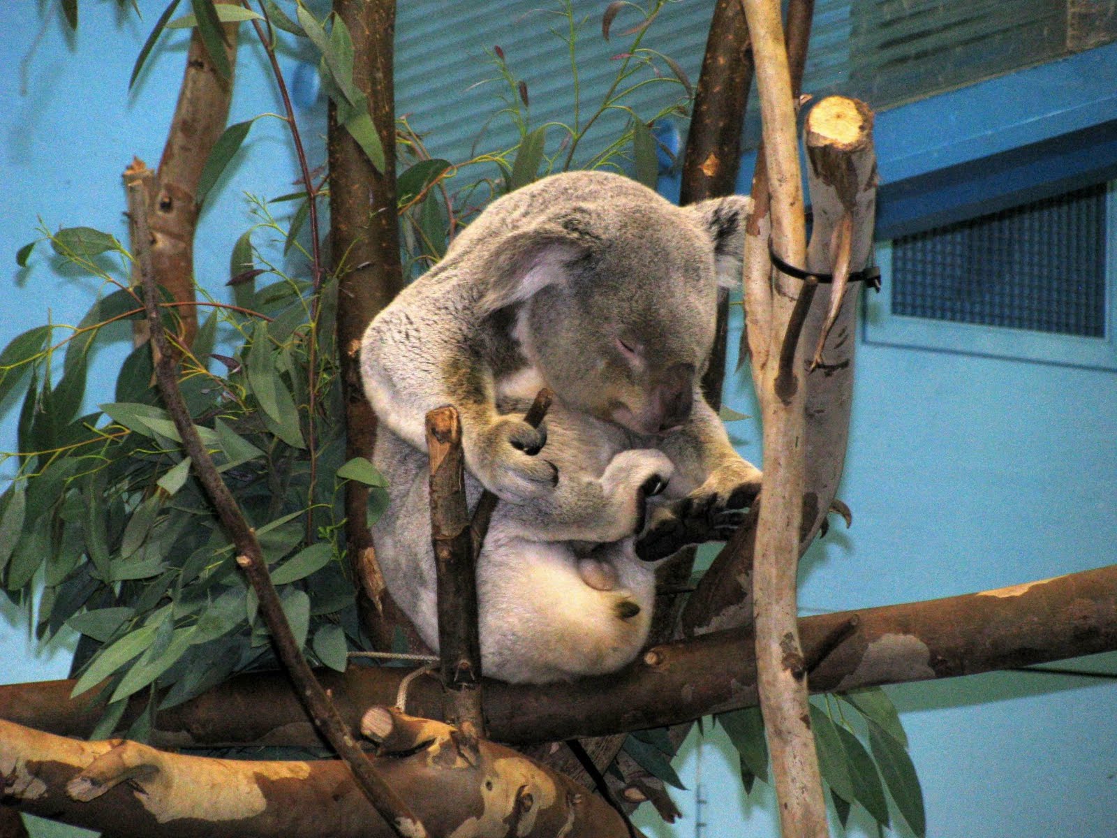 [Koala.JPG]