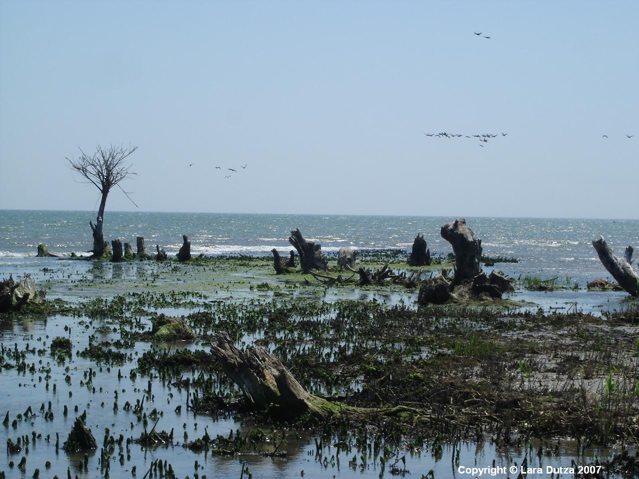 [Danube+meets+Black+Sea.JPG]