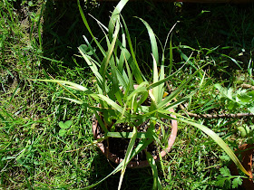 Windgefluster 10 05 09 17 05 09