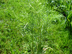 Windgefluster 10 05 09 17 05 09