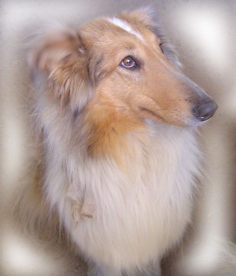 [2007_04_Collies(1).JPG]
