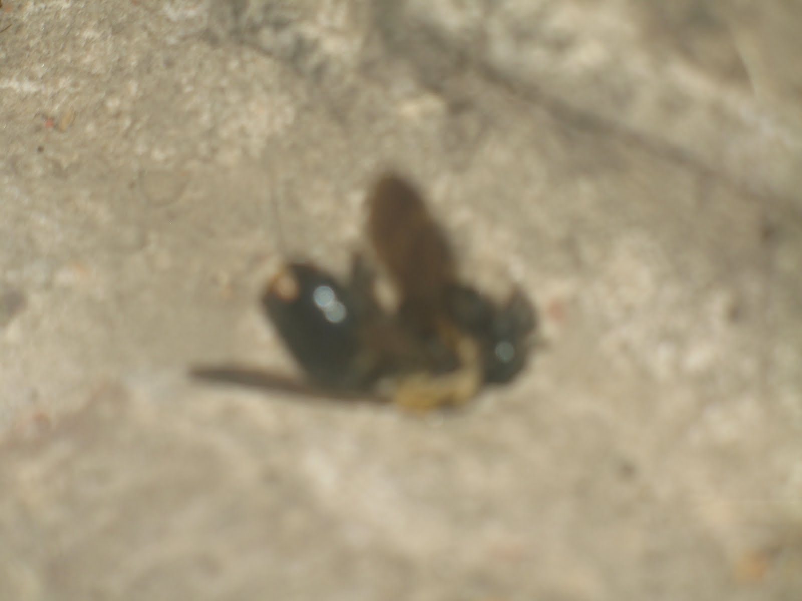 3 Segmented Body Insect