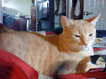 Stormy  - July 31, 2006(neé Mister Knives aka Mister Kitten)