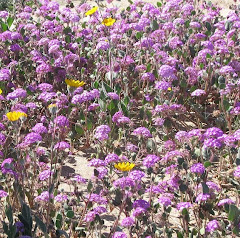 Purple Desert Flowers