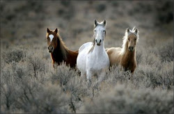 retired   horses