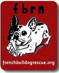 Adopt a Frenchie at