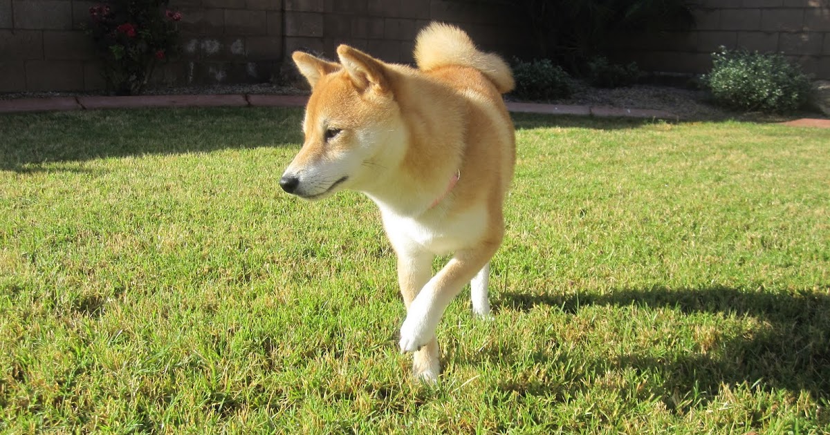 Tokyo My Shiba Inu Life Leash Free!