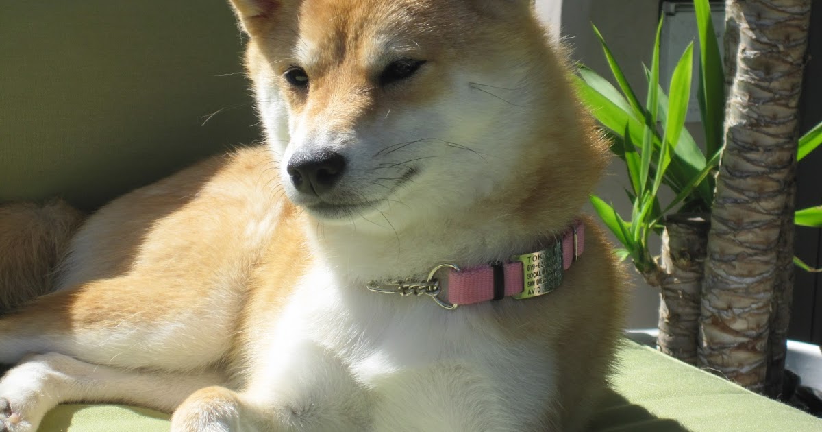 Small Dog Id Tags Free Shipping Small Dog Id Tags Free Shipping