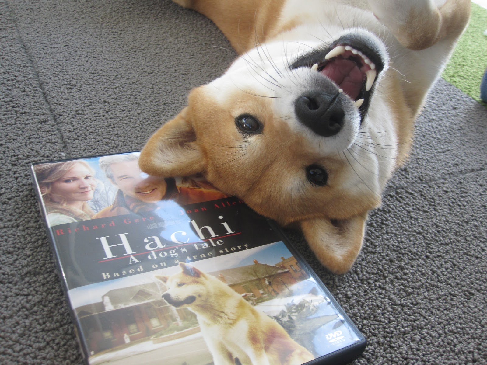 Hachi A Dog S Tale Full Movie Putlockers Hachi A Dog S Tale Full Movie Putlockers