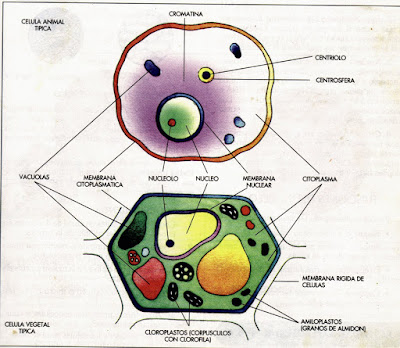 celula vegetal partes. celula animal y sus partes. celula vegetal y sus partes.