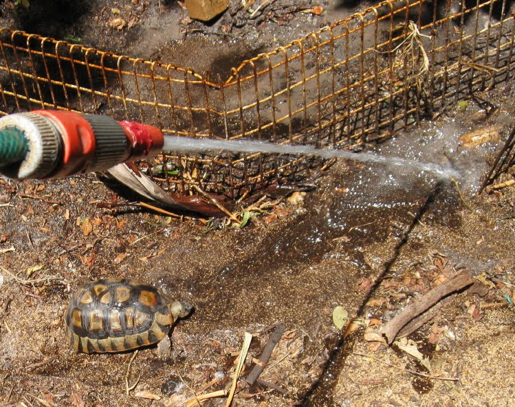 Nature's Voice How to give water to a tortoise
