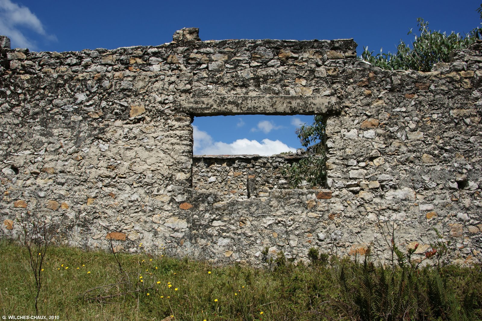 LA ESPECIE URBANA EL VERJÓN