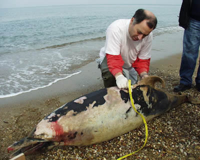 ΤΑ ΤΕΛΕΥΤΑΙΑ 17 ΔΕΛΦΙΝΙΑ ΤΟΥ ΙΟΝΙΟΥ