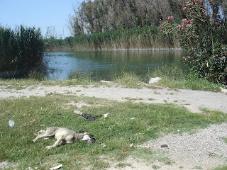 Μάθημα αναλγησίας στο… προστατευόμενο οικοσύστημα Καϊάφα