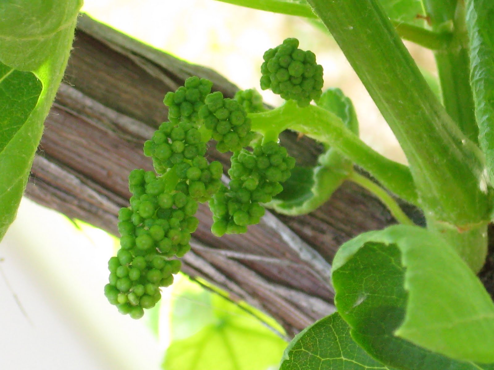 to the Food Storage Revolution! Snow Vineyard