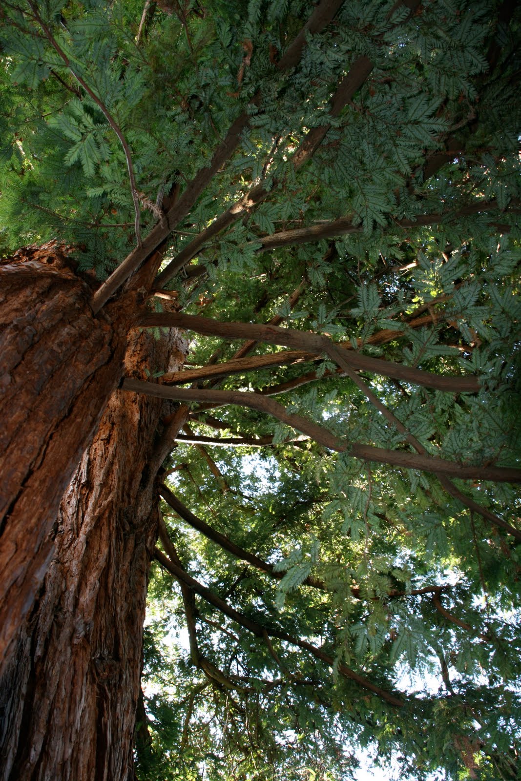 design The Old Redwood