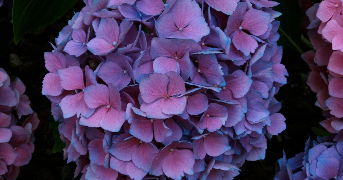 The Wanderer S Journal Four Tips In Growing Hydrangeas