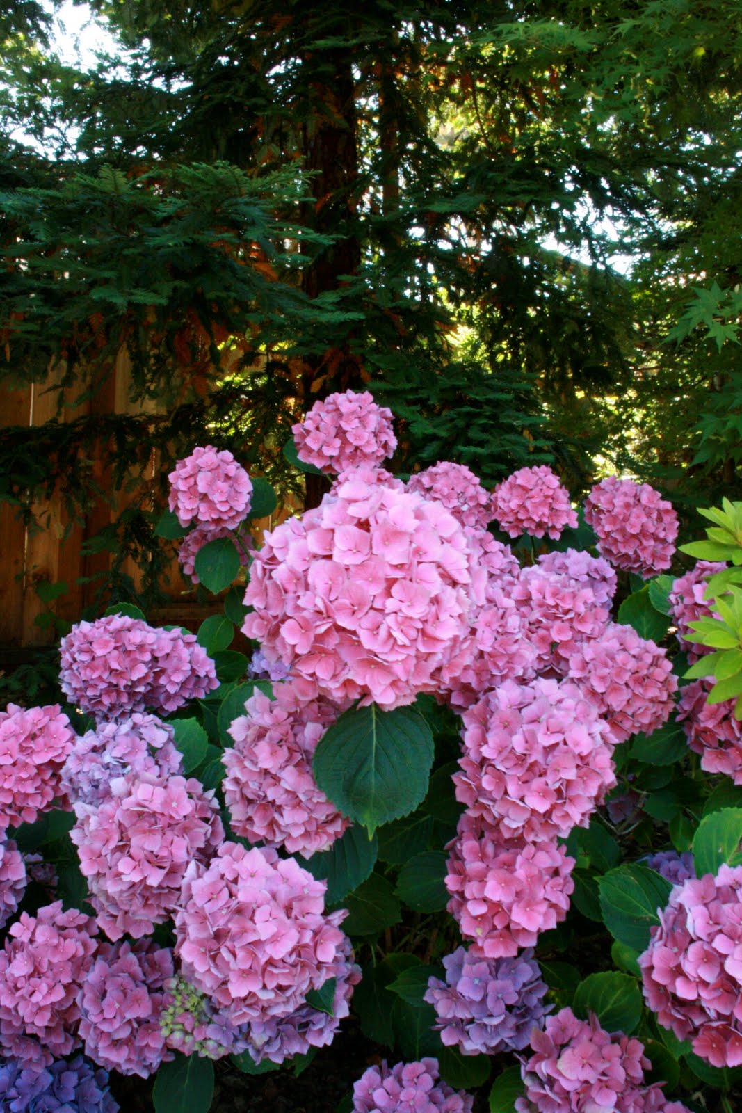 Ayesha Hydrangea Types Of Hydrangeas Planting Flowers Flowers