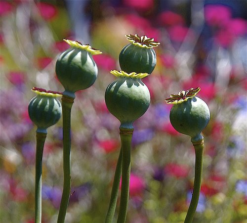 [Poppy.bmp]