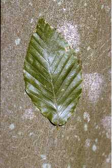 [beech-leaf-bark.jpg]
