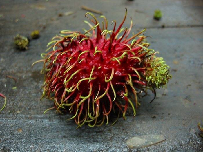 fruit rambutan