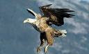 AGUILA