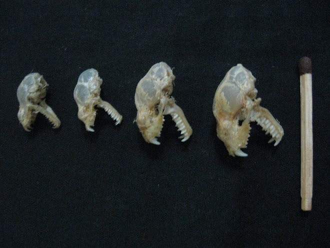 Tengkorak Hipposideros sp. from Menoreh cave