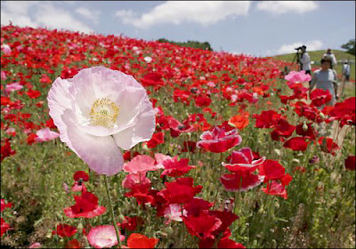 Remembrance Day Soldiers
