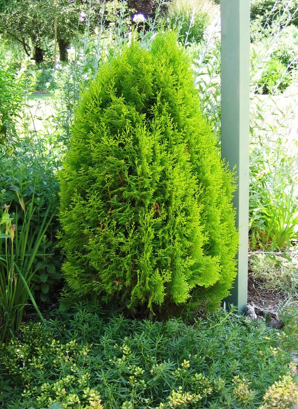 One Cone Shaped and one Round Arborvitae Plant combinations, Garden
