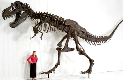 Esqueleto del tiranosaurio Esqueleto del tiranosaurio