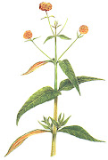 Matico (buddleja globosa Hoppe)