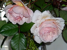 A Shropshire Lad