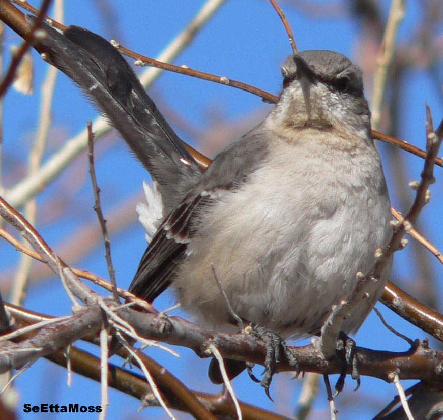 [NMockingbird-imm-a5-PuebloRes.JPG]