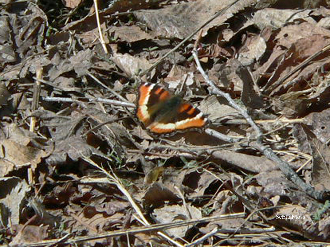 [Milbert'sTortoiseshellButte.jpg]