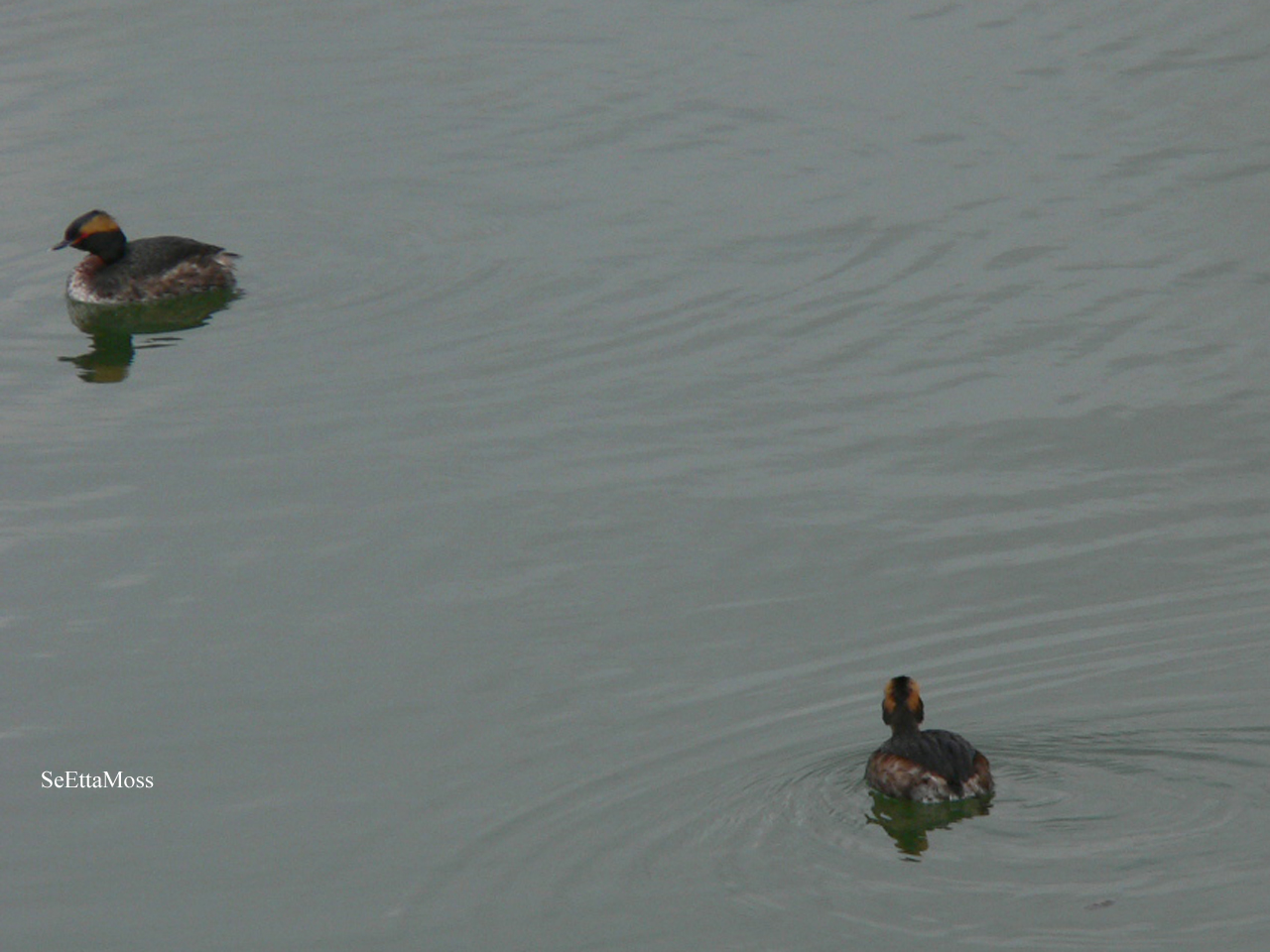[EaredGrebe-a3-WebEd-BrushHo.jpg]