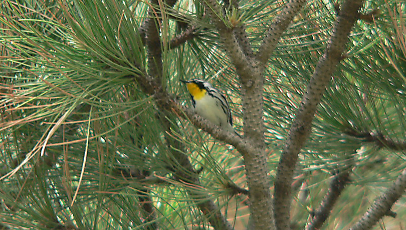 [Yellow-throatedWarbler-m-a2-LamarP1120993_edited.JPG]