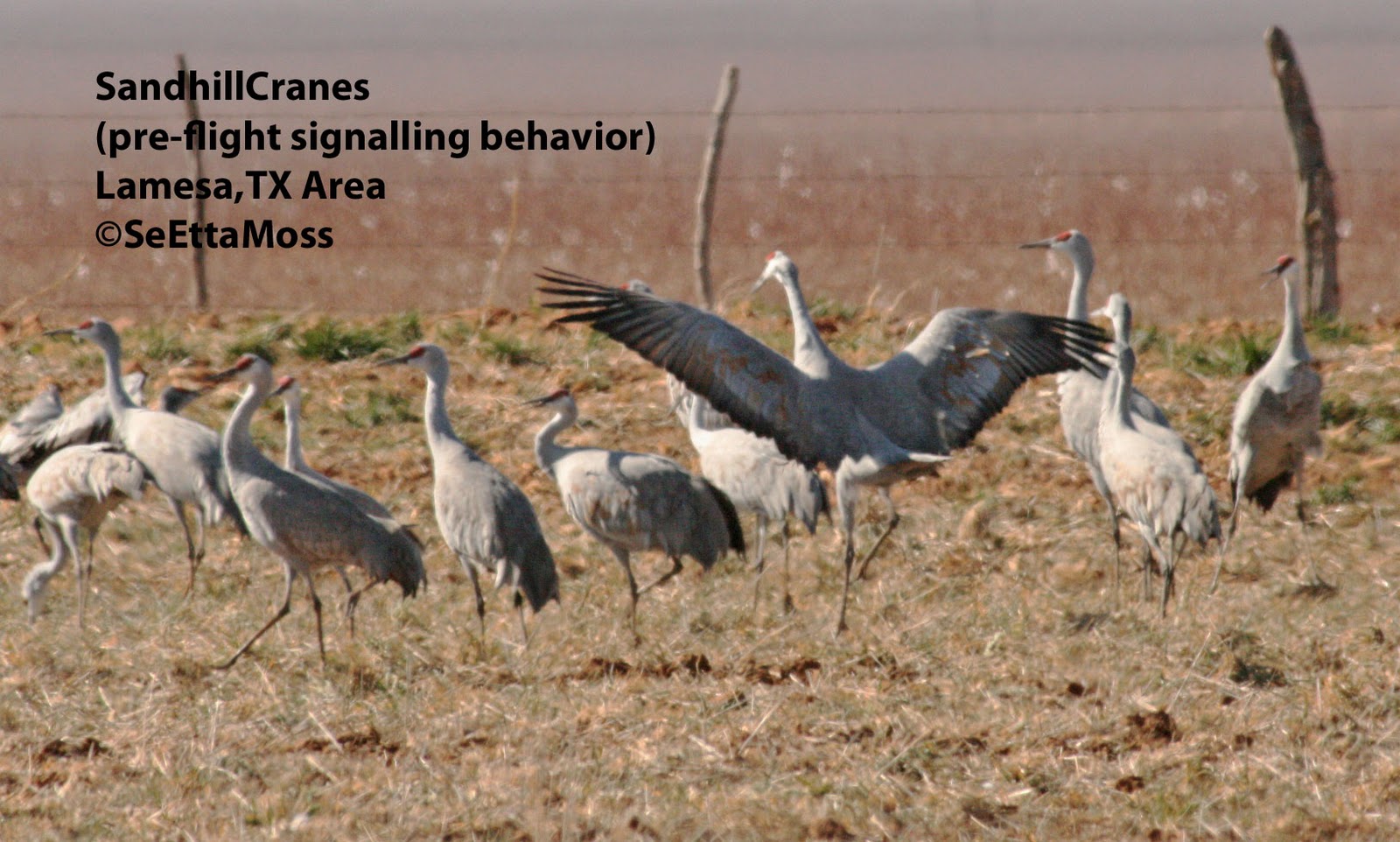 Birds and Nature Thousands of Sandhill Cranes line the fields adacent to H87more west Texas fun