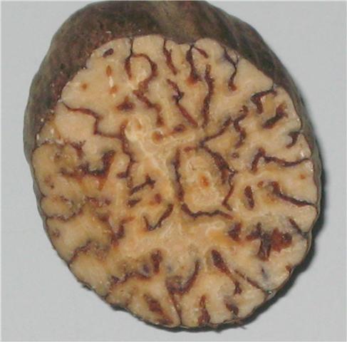 [nutmeg.jpeg]