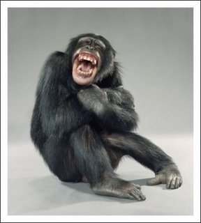 [MACACO%20RIR[1].JPG]