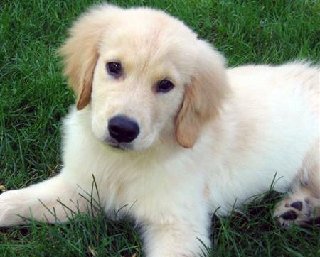 house dresses Golden Retriever golden retriever. house dresses Golden Retriever