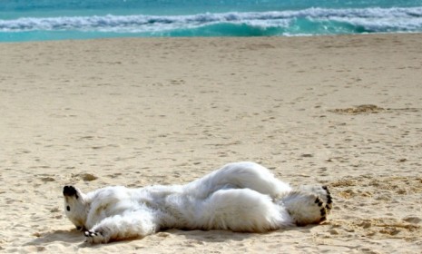 polar+bear+on+a+beach+in+cancun.jpg