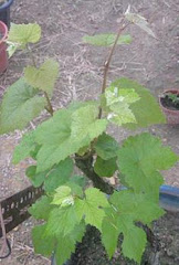 Pohon Anggur Isabella