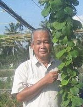 Pohon Kiwi Malaysia