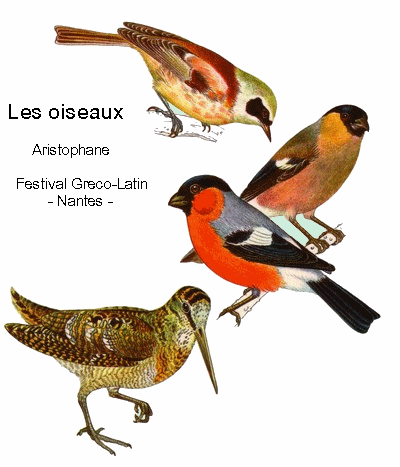 les oiseaux-laml 09