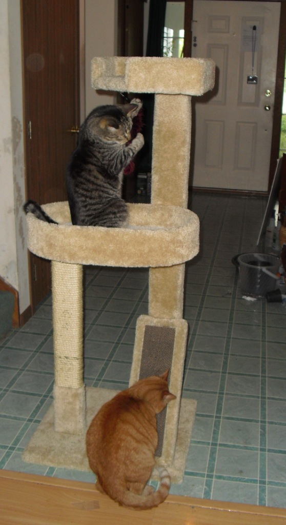 Cat Trees Scratching Post For Large Heavy Cats Cat Trees Scratching Post For Large Heavy Cats