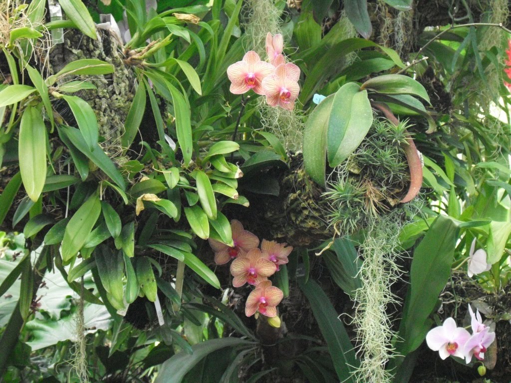 [Orchid+tree+4+cmp.JPG]