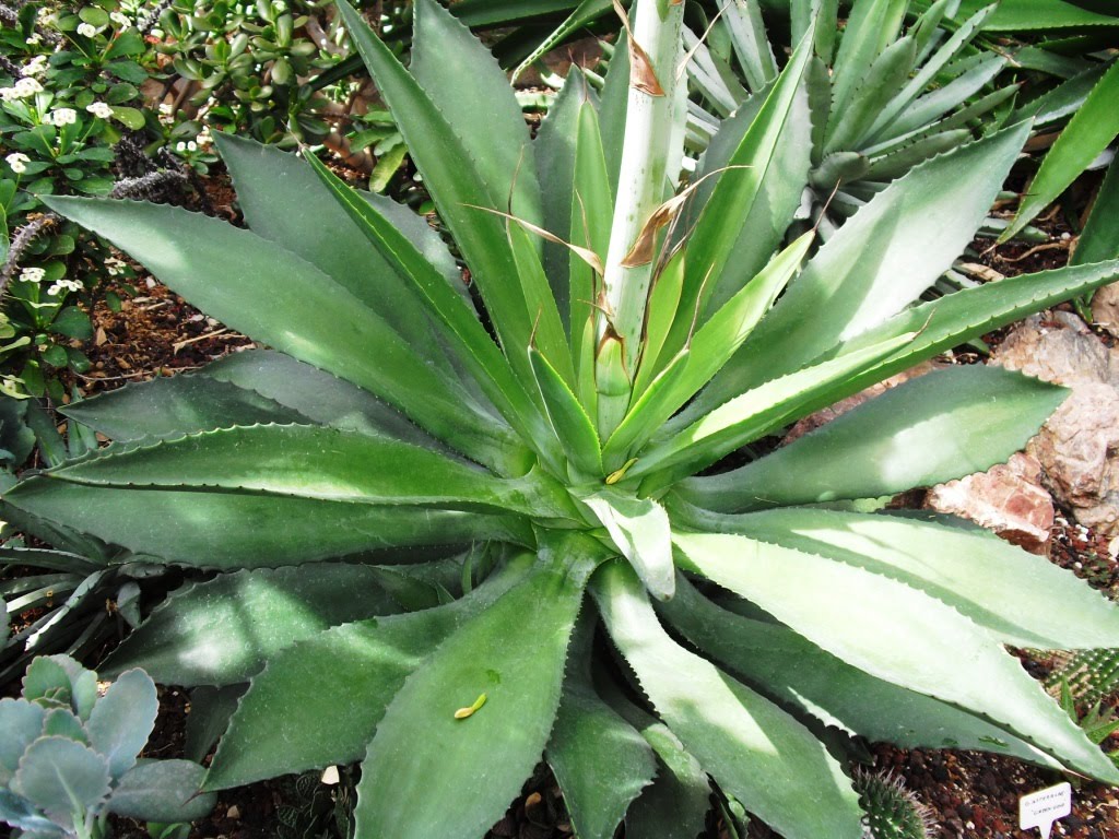 Life Among the Leaves Not Yet&hellip;.CBG Agave Update