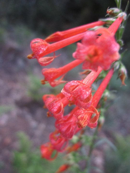 Flowers By Semia: Southwest Flowers